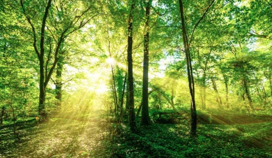 あたたかな緑と木漏れ日